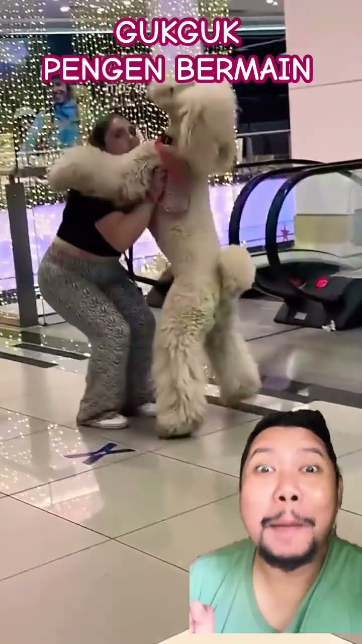 GUKGUK PENGEN BERMAIN!!!!?! #funny #pets #comedy #cute