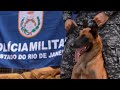 Brazilian police dog sniffs out record 48 tonnes of marijuana in Rio de Janeiro bust