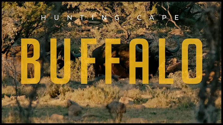 Buffalo Hunt Mayhem | Up Close with Africa’s Black Death! Tollie's African Safaris