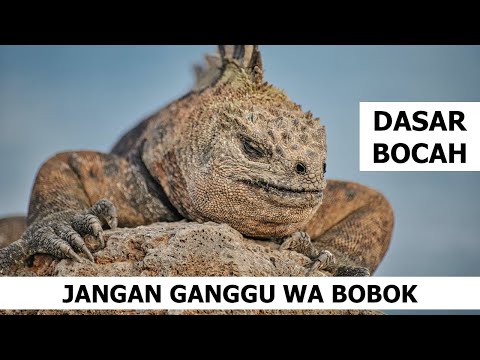 【Trading Saham】PEHA OUT - TCPI WAIT - ISAT EGP + BONUS