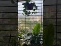 Starting again after feeling disconnected | Plant Girl Comeback