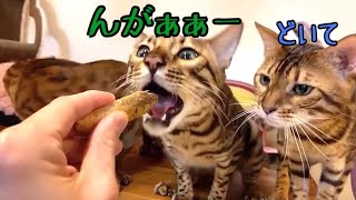 ごちそうのための猫達の仁義無き戦い（ゆるめ）
