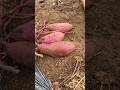 Harvesting Japanese sweet potato