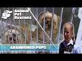 Puppies left behind abandoned at doggy daycare  full episode  animal house