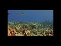 Shark of the Day Blacktip Reef Shark | MEGA Lab Cam | Hawaii live stream | #youtubeshorts #fish