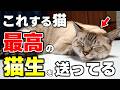 見逃さないで!幸せな猫ほど見せる“満たされている証拠”8選