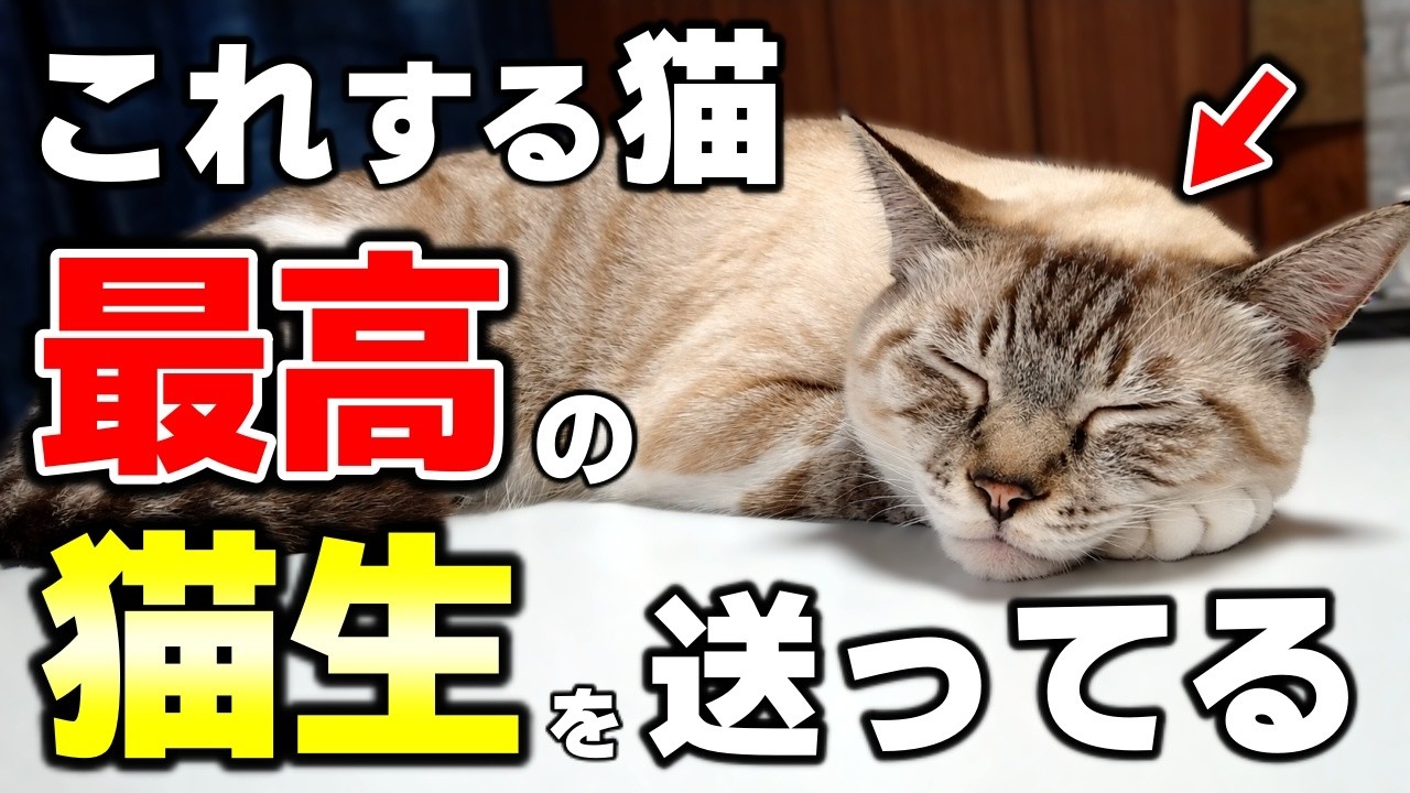 見逃さないで!幸せな猫ほど見せる“満たされている証拠”8選
