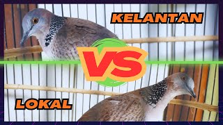 TEKUKUR KELANTAN VS TEKUKUR LOKAL MANA YANG LEBIH BAIK???