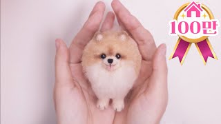 Pomeranian that fits in your hand