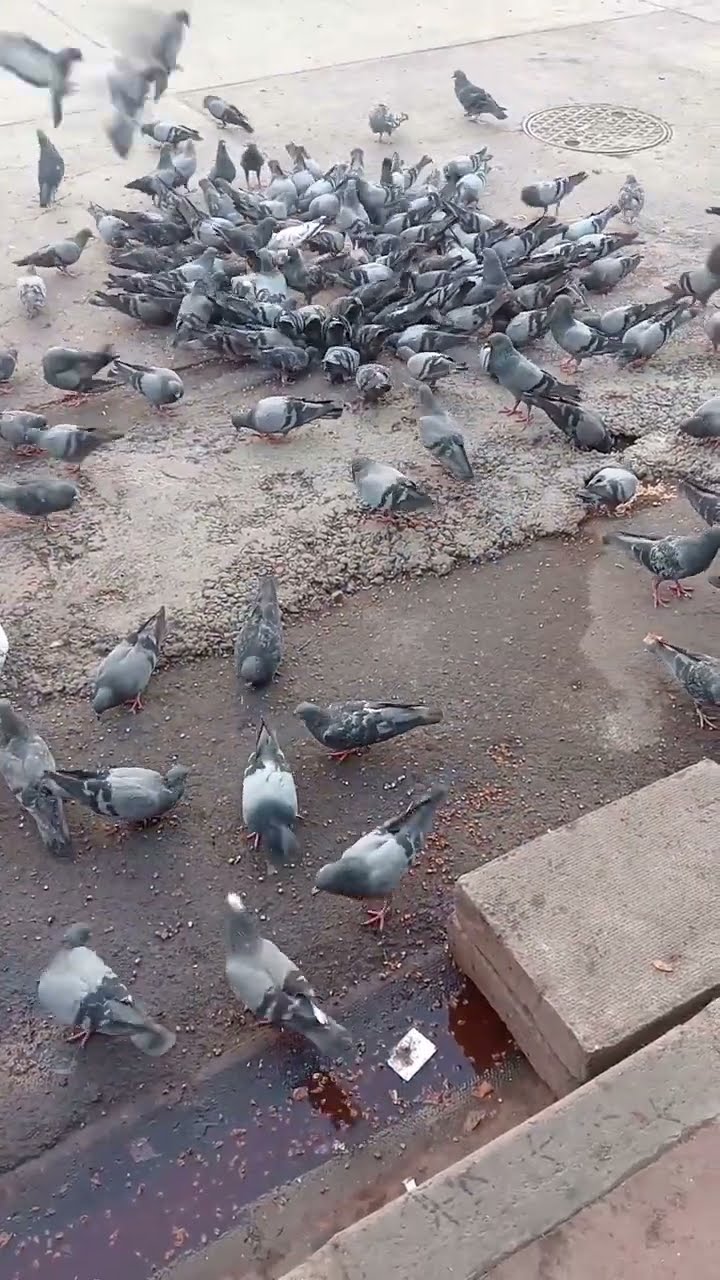 What Bird Has The Longest Feather Shorts YouTube What Bird Has The Longest Feather Shorts YouTube