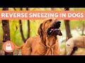 DOG is Making Sounds Like SNORTING 🐶 What Is REVERSE SNEEZING in DOGS?