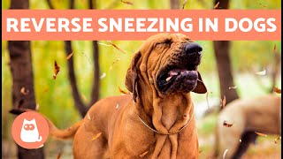 DOG is Making Sounds Like SNORTING  What Is REVERSE SNEEZING in DOGS?