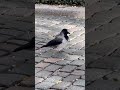 Eine Nebelkrähe besucht uns jeden Tag. 👍😁#vogel #birds #nebelkrähe #krähen #jedentag