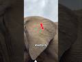 MOST PEOPLE DON'T KNOW THIS! AN ELEPHANT'S HUGE EARS AREN'T JUST FOR HEARING! #shorts