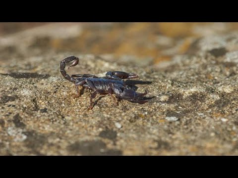 Video: Ist ein Sandskorpion sexuell?