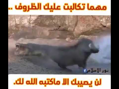 الشيخ بدر المشاري لن يصيبك إلا ماكتبه الله لك رفعت الاقلام وجفت الصحف