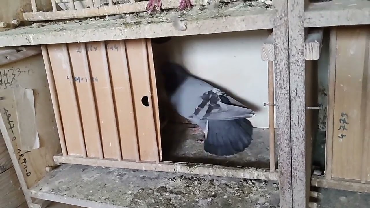 Maraton Zeven 2 - 750km. 40 gołębi w 1 godzinę😜.