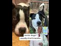 Looking for a Gentle Eye Support Option for Dogs? Try Aura Pets