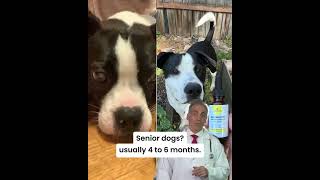 Looking for a Gentle Eye Support Option for Dogs? Try Aura Pets