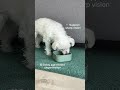 Does your pet need a glow-up? ✨ Paw Biotics for Skin &amp; Eyes! 🐾 #pethealth  #PawBiotics