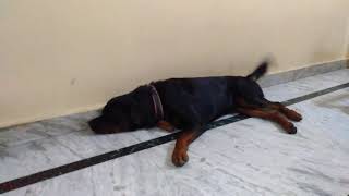 Rottweiler wagging tail while sleeping 😴😴