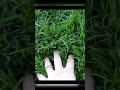 Lawn For Your Status
