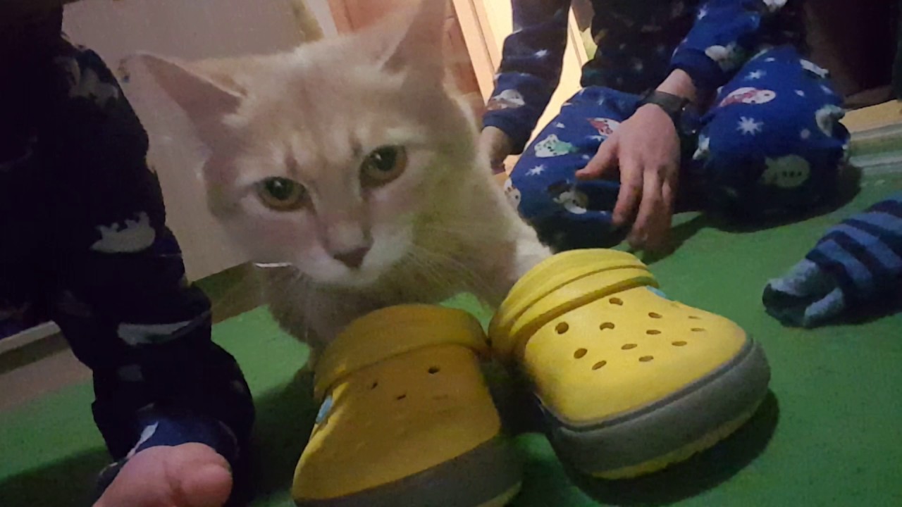 cat with crocs