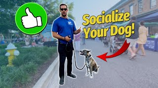 How to Socialize and Train with Your Dog!