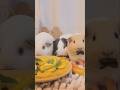 モルモットの咀嚼音を楽しむASMRおやつタイム #モルモット #多頭飼い