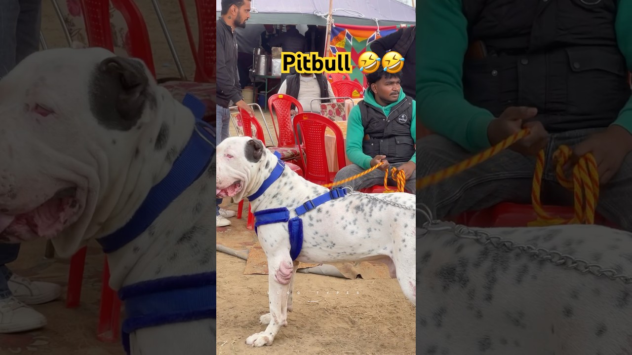 Punjabi funny video 😂 