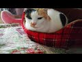 朝の雑談・未食の皆さま、9日です!おめでとうございます☆