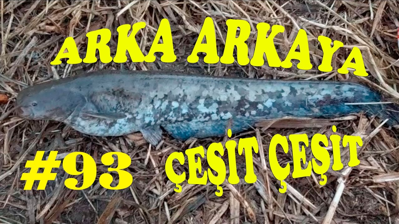 Рыбалка спиной к спине, Охота на речного сома, Охота на кефаль, Как ловить удочку