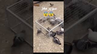 به جای فیلم #سکس و #پورن بیا خلاقیت یادت بدم