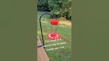 Hummingbird Feeder Hack | Ant Moat | Best Way to Keep Pests Off Food