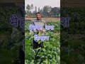 सब्जी और किसान: मेहनत से उपजती हरियालीसब्जी #किसान #Farming #VegetableFarming