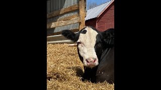 Wyatt Volker Lakedell 4 H Beef Club Online Sale