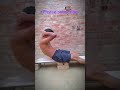 #newvideo