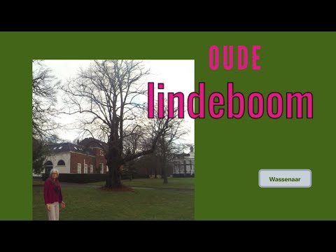 Een oude lindeboom in Wassenaar
