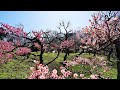 もう一度 白鳥英美子 横浜 大倉山公園 梅