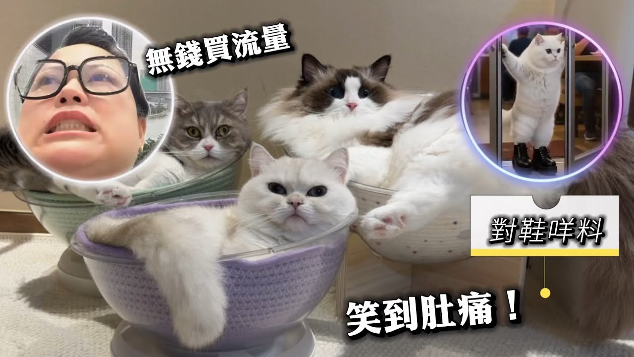 何太流量暴跌！「金主」「25仔」之說竟是幫助河馬製造流量？三隻貓搞笑配音模仿何太：我去買核桃酥🤩