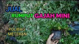 JUAL RUMPUT GAJAH MINI MURAH ( TAHUN 2021)
