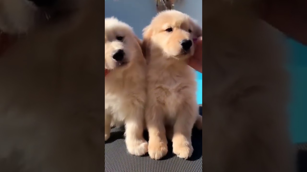love your dog।। best Dog।। golden retriever puppy।। best familiar dog