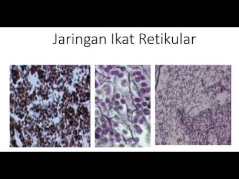 Jaringan Ikat - YouTube