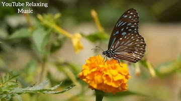 Relaxation Music Channel Intro Video