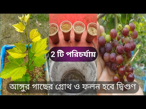 ভিডিও: আঙ্গুর তাজা রাখার 3 টি উপায়