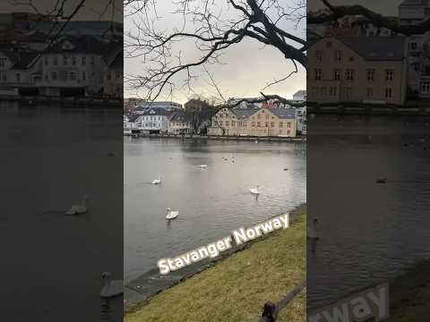 Stavanger Norway beauty of ???? swan