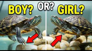 How to Tell if a Turtle is Male or Female (The EASY Way)