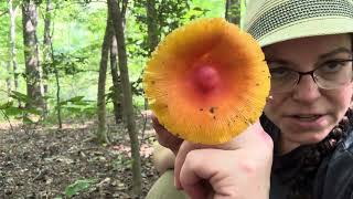 Destroying angel & Caesar mushroom ID guide, and how Nero became the Roman emperor