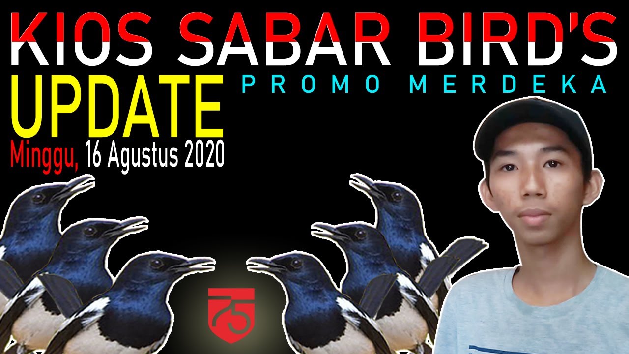 harga burung kacer di kios sabar birds - promo merdeka 