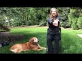 10 Minute Seated Stretching For Everyone Bailey The Dog Supervises Whole Time 10 Minute Seated Stretching For Everyone Bailey The Dog Supervises Whole Time